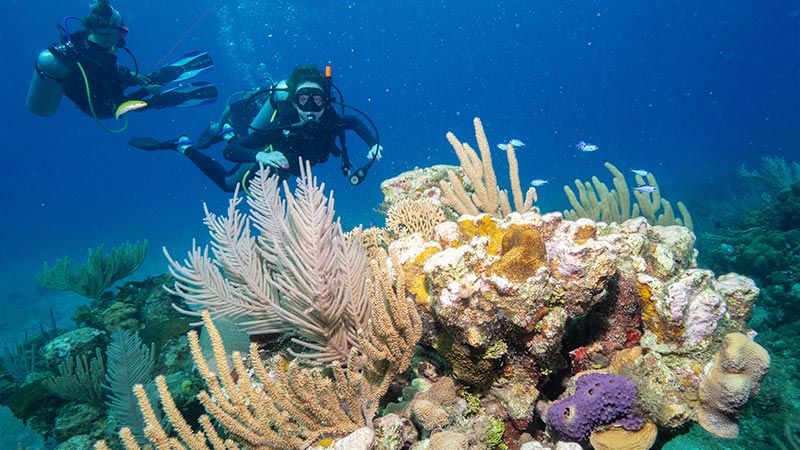 jamaica coral reefs - arrecifes de coral de Jamaica (5)