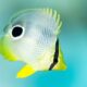 juvenile foureyed butterflyfish facts - pez mariposa