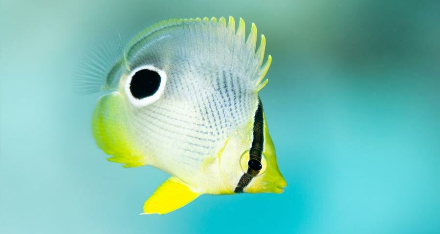 juvenile foureyed butterflyfish facts - pez mariposa