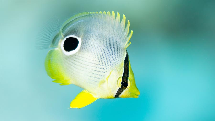 juvenile foureyed butterflyfish facts - pez mariposa