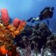 learn to dive in the caribbean - coral - aprender a bucear en el caribe.