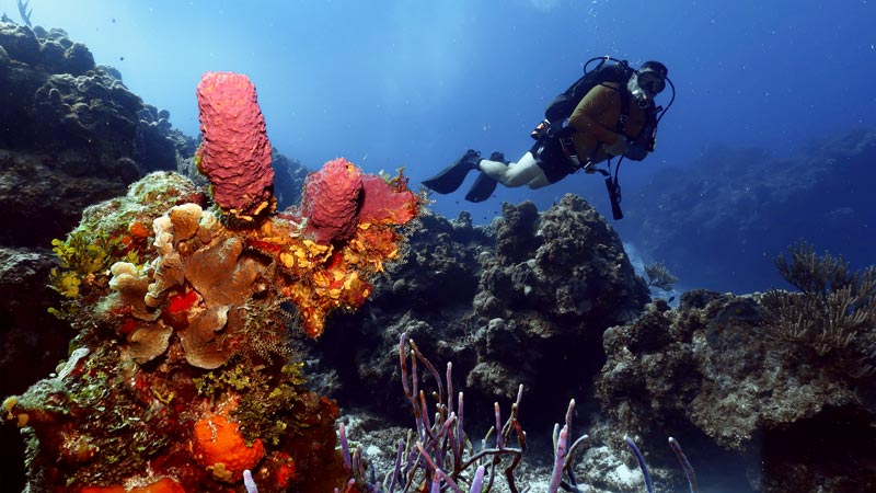 learn to dive in the caribbean - coral - aprender a bucear en el caribe.