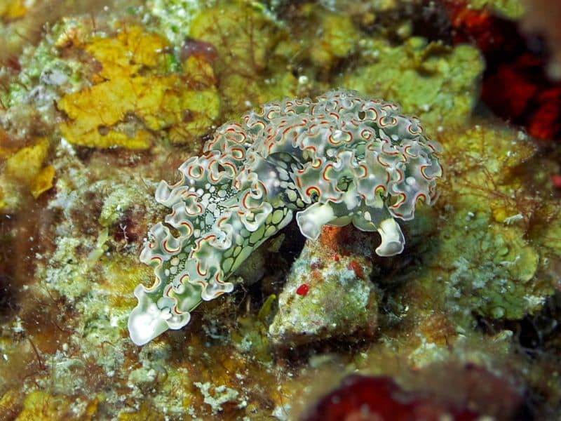lettuce sea slug (Elysia crispata)