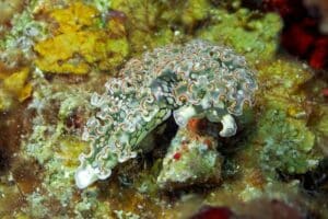 lettuce sea slug (Elysia crispata)
