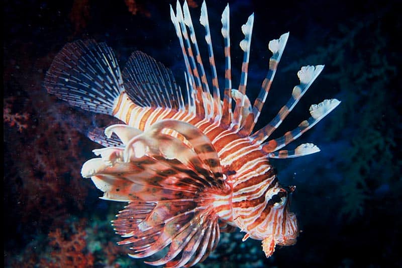 lionfish invasive species - 2 - especies invasoras del pez león