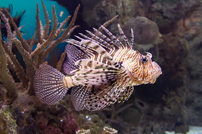 lionfish invasive species - 3 - especies invasoras del pez león