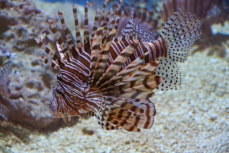 lionfish invasive species - 4 - especies invasoras del pez león