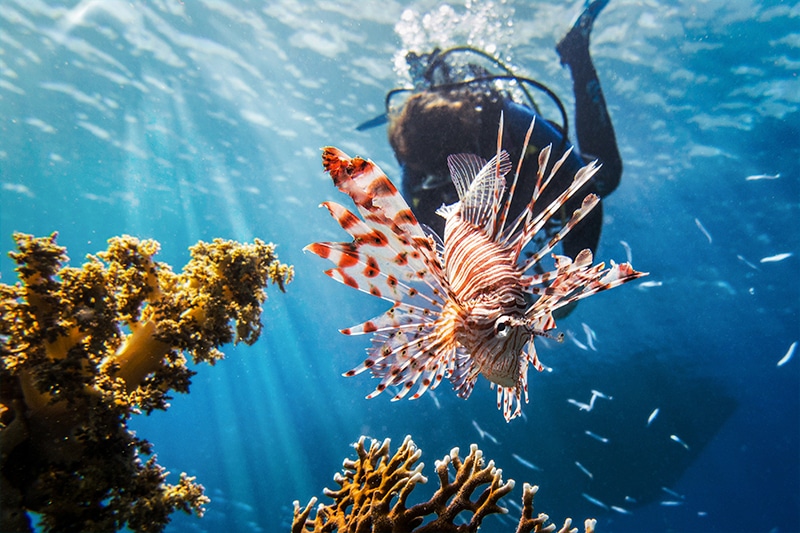 lionfish invasive species - 5 - especie invasora del pez león