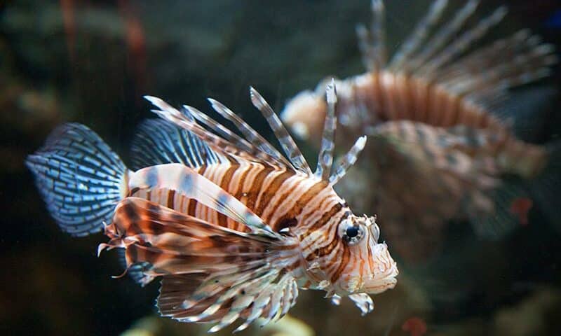 lionfish invasive species - especies invasoras del pez león