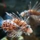 lionfish invasive species - especies invasoras del pez león