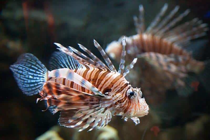 lionfish invasive species - especies invasoras del pez león