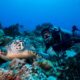 liveaboard in cozumel (1) cruceros de vida a bordo en cozumel