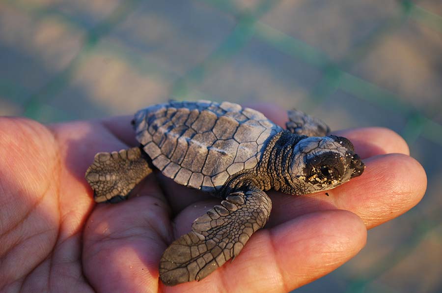 loggerhead sea turtle baby Loggerhead Sea Turtle Images - 2 - fotos de tortuga boba