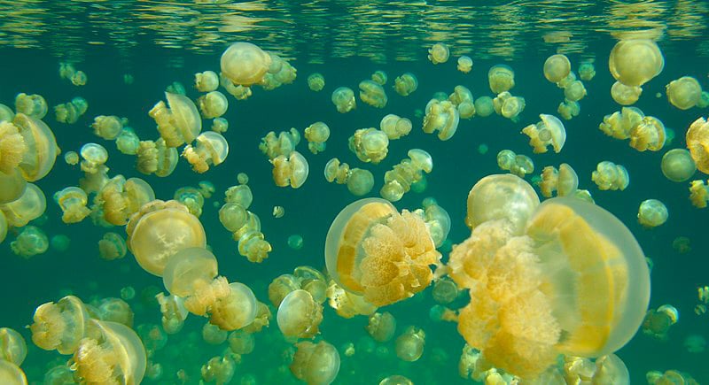 los mejores sitios de buceo del mundo - Jellyfish Lake
