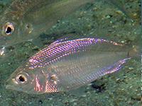 mojarra