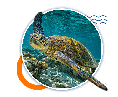 montego bay marine park excursion Dressel Divers