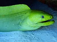 moray eels