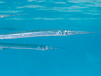 needlefish