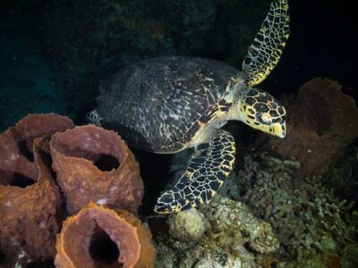 night diving -2 - wreck diving