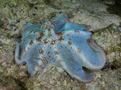 night dive
