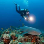 Scuba diving at night in Jamaica