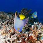 Night diving in Cozumel - Angelfish - buceo nocturno en Coumel