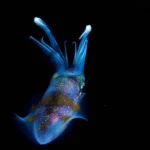 Night diving excursion in Cozumel - excursión de buceo nocturna en Cozumel (macro)