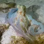 Night dive in cozumel - Buceo nocturno en Cozumel