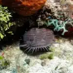 night dive in cozumel - spleandid toadfish