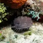 night diving in cozumel - spleandid toadfish - bucear de noche en Cozumel