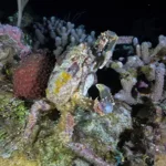 night diving in cozumel - crab - buceo de noche en Cozumel