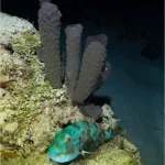 Night dives Dressel Divers Cozumel - inmersiones nocturnas en Cozumel