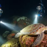 Nighttime scuba diving in Jamaica