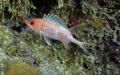 night diving - wreck diving