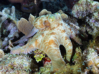 caribbean sea life - octopus - fauna del mar caribe