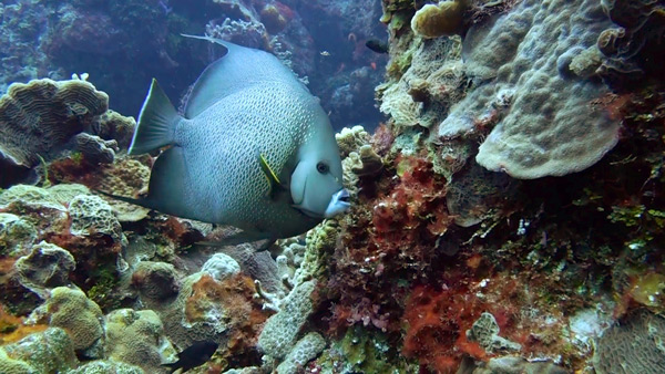 Palancar Reef - Grey angelfish Palancar Reef - eagle ray - el arrecife palancar