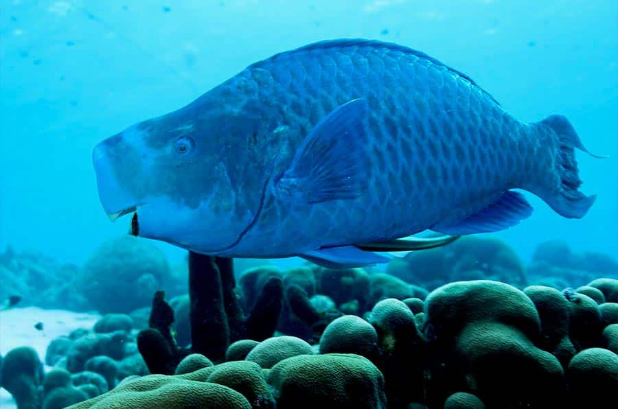 parrotfish facts Blue Parrot Fish pez loro azul (2)