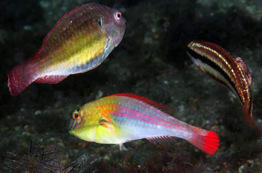 Bluelip Parrotfish pez loro de labio azul