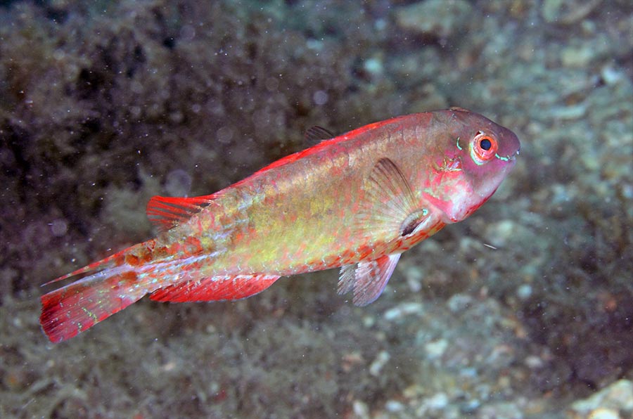 Bucktooth Parrotfish pez loro de dientes prominentes
