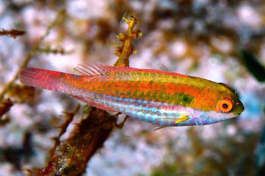 Greenblotch parrotfish El jabón o pez loro de lunar verde