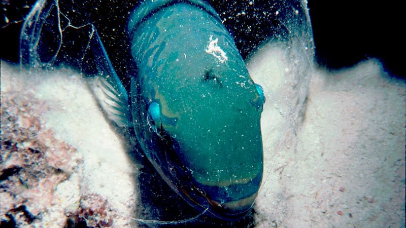 parrotfish facts - MOCUS COCOON - peces loro