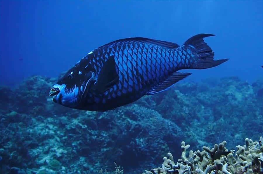 parrotfish facts Midnight Parrotfish Pez loro de medianoche