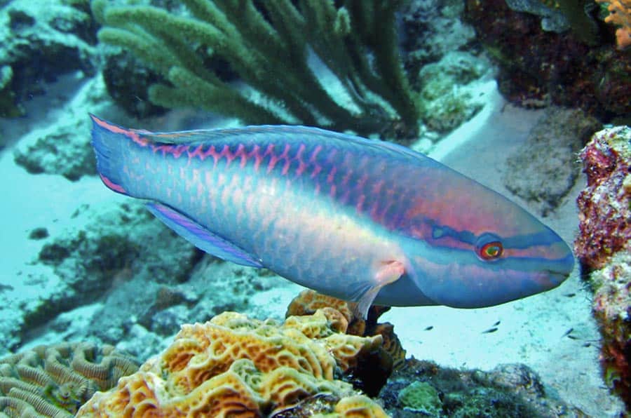 parrotfish facts Princess Parrotfish Pez loro princesa