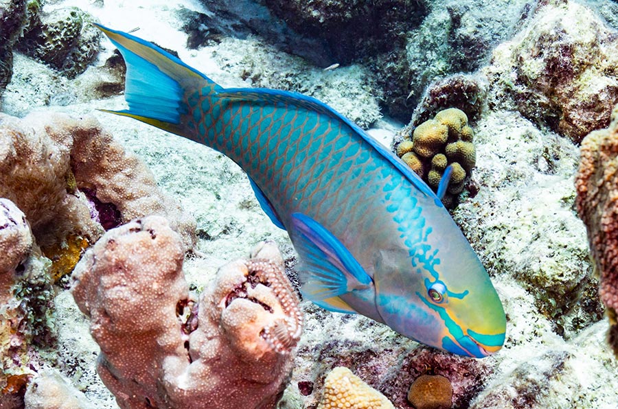 Queen Parrotfish Pez loro reina