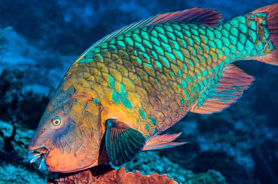 Rainbow Parrotfish pez loro arcoiris