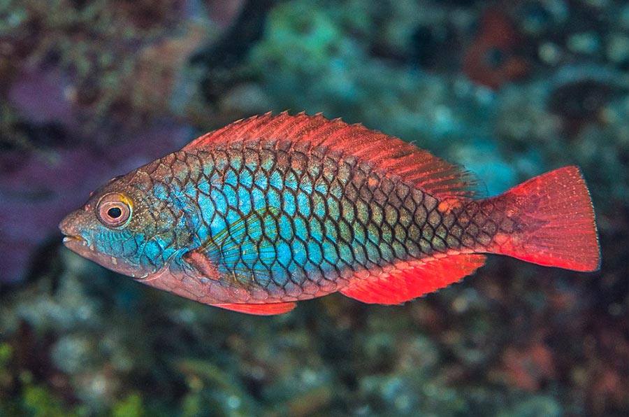 Redband Parrotfish pez Pez loro de banda roja