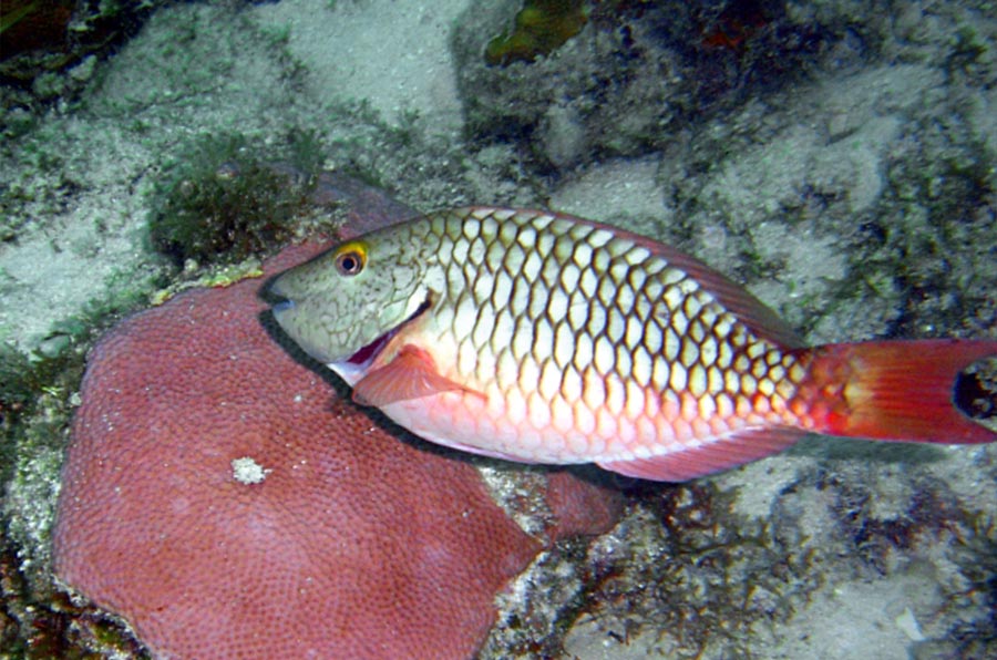 Redtail Parrotfish pez loro de cola roja