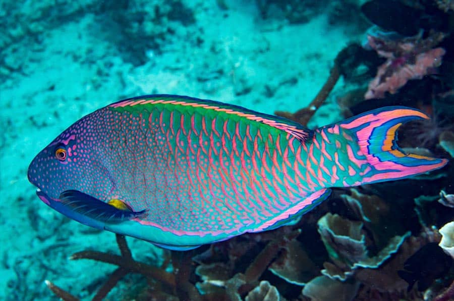 parrotfish facts Spotted Parrotfish Pez loro moteado