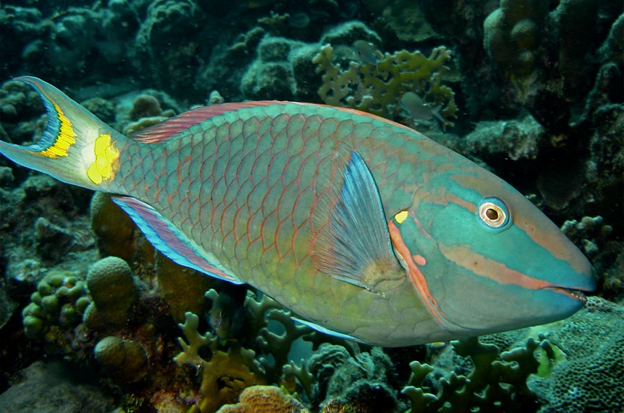 Stoplight Parrotfish pez loro semáforo