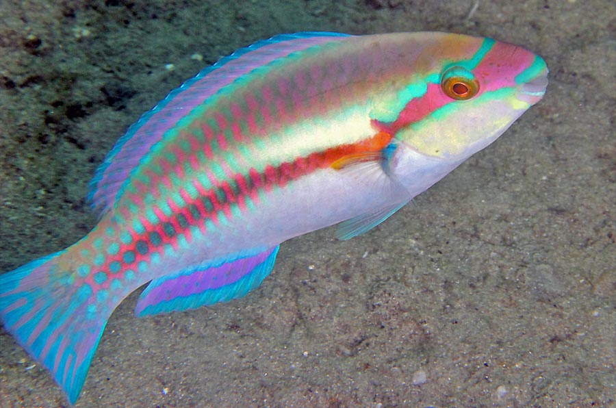 Striped Parrotfish pez loro rayado